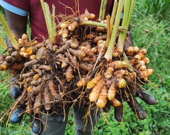 Turmeric Roots for Planting, Turmeric Rhizomes, Curcuma Longa, 05 Live Roots