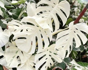 Variegierte Monstera Borsigiana Albo, Monstera White, Monstera Weiß, seltene 03 verwurzelte Stecklinge