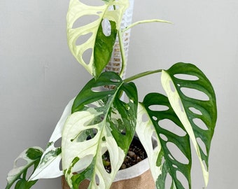 5+ Monstera Adansonii Albo, Variegated Adansonii Rooted Cutting