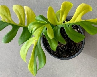 Variegated Monstera Minima 1 Plant free phyto