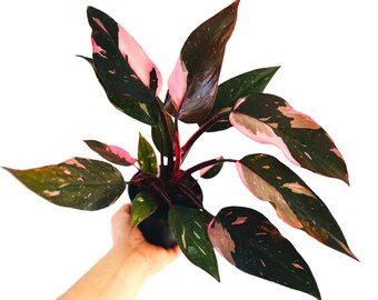 5+ Philodendron Pink Princess Marble  Rooted Cuttings, Variegated Pink Princess