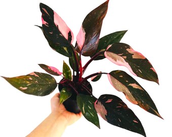 + 5 boutures Philodendron Pink Princess marbrées, panachées Pink Princess