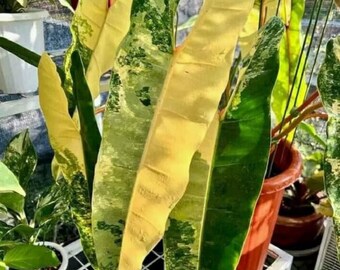 Raro Philodendron Billietiae Variegated Nodos enraizados de 2 hojas con fito GRATIS Planta fácil de cultivar y de rápido crecimiento