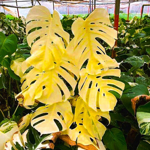 Rare Monstera Albo, Variegated Monstera Borsigiana Albo, Yellow Monstera albo 03 Rooted Cuttings