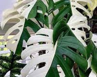 Monstera Half Moon Plants Rooted Cuttings, Monstera Deliciosa Albo Half Moon Rare Highly variegated Plants 03 Rooted Cuttings