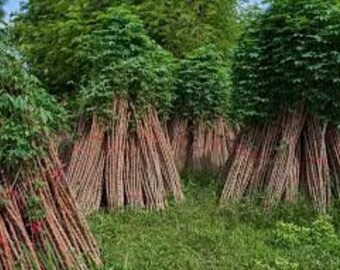 Biologische CASSAVA levende stekken, CASSAVA Esculenta Maniok Yuca stengelstekken 100% ontkiemen 3 stekken