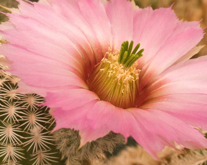 Cactus Blossom | Soy Candle | Golden hour | Earthy Candle | Cactus Flower | Sweet Scented Candle | Succulent | Candles for Women