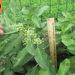 Zizotes Milkweed Seeds, A. oenotheroides 10-25-50-300 Bulk image 4