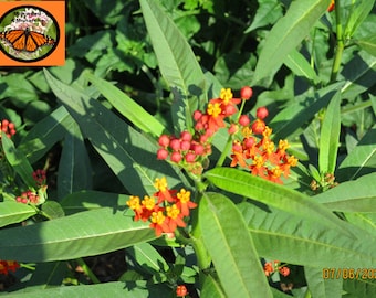 Red Tropical Milkweed Seeds, Asclepias curassavica