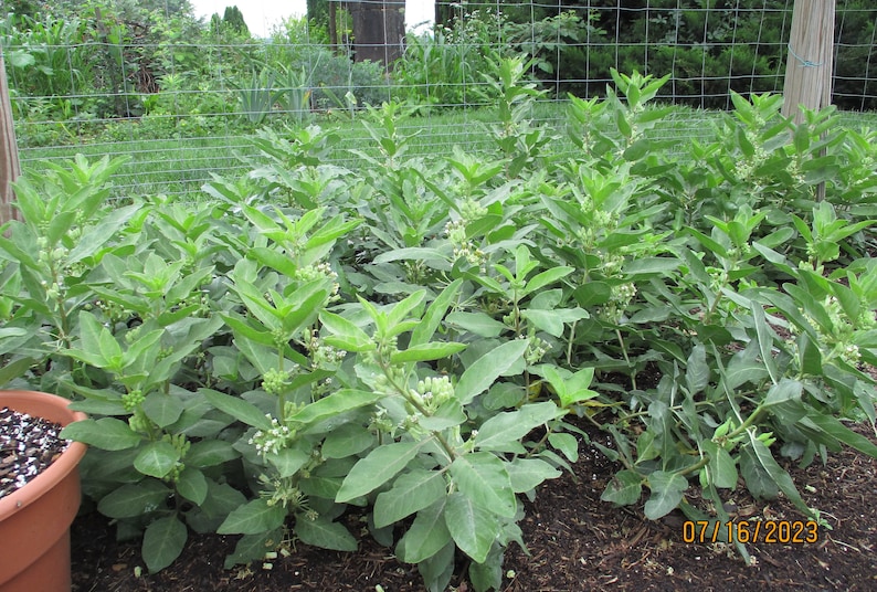 Zizotes Milkweed Seeds, A. oenotheroides 10-25-50-300 Bulk image 2