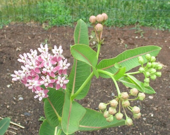 Può includere: Primo piano di un fiore di asclepiade rosa e bianco con foglie e boccioli verdi. Il fiore è in piena fioritura e ha una struttura delicata e intricata.