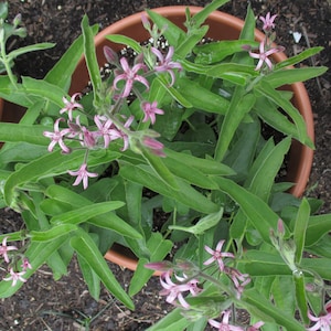 Semillas de algodoncillo rosa Tweedia, Tweedia solanoides