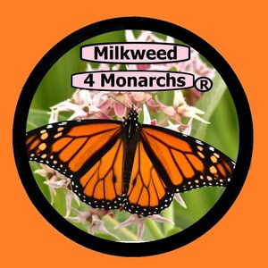 Zizotes Milkweed Seeds, A. oenotheroides 10-25-50-300 Bulk image 7