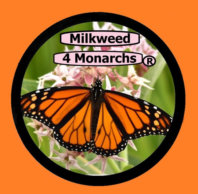 Zizotes Milkweed Seeds, A. oenotheroides 10-25-50-300 Bulk image 7