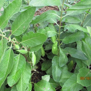 Zizotes Milkweed Seeds, A. oenotheroides 10-25-50-300 Bulk image 5