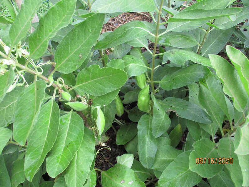 Zizotes Milkweed Seeds, A. oenotheroides 10-25-50-300 Bulk image 5