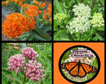 Eastern Native Milkweed Collection (300 Seeds)