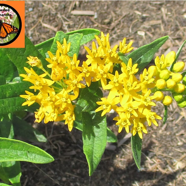 Yellow Butterfly Weed Seeds, A. tuberosa 20/50/100