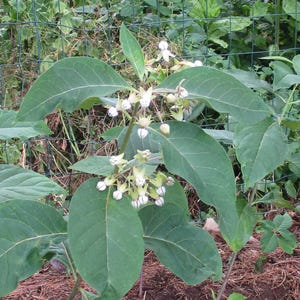 May include: A close-up of a plant with large, green leaves and clusters of small, white flowers. The plant is in a garden setting, with a wire fence and other greenery in the background.