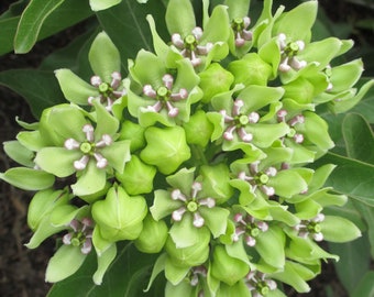 Green Antelopehorn Seeds, Asclepias viridis