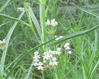 Horsetail Milkweed Seeds, Asclepias subverticillata