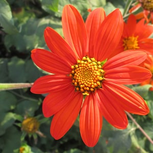 May include: A vibrant orange flower with a yellow center, blooming against a backdrop of green leaves.