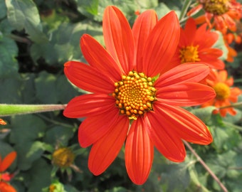 Fiesta del Sol, Dwarf Mexican Sunflower Seeds