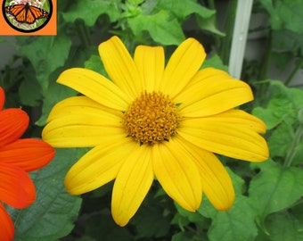 Yellow Mexican Sunflower Seeds