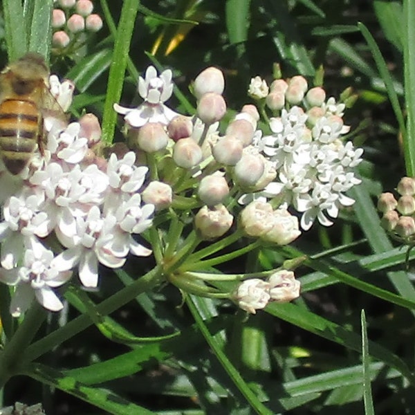 Arizona Milkweed, A. angustifolia 20/50/100