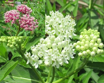 May include: Close-up of white milkweed flowers in bloom with green buds and leaves. The flowers are clustered together in a large bouquet.