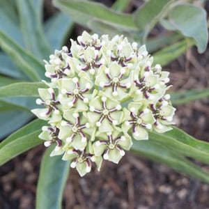 Antelope Horn Milkweed Seeds, Asclepias asperula