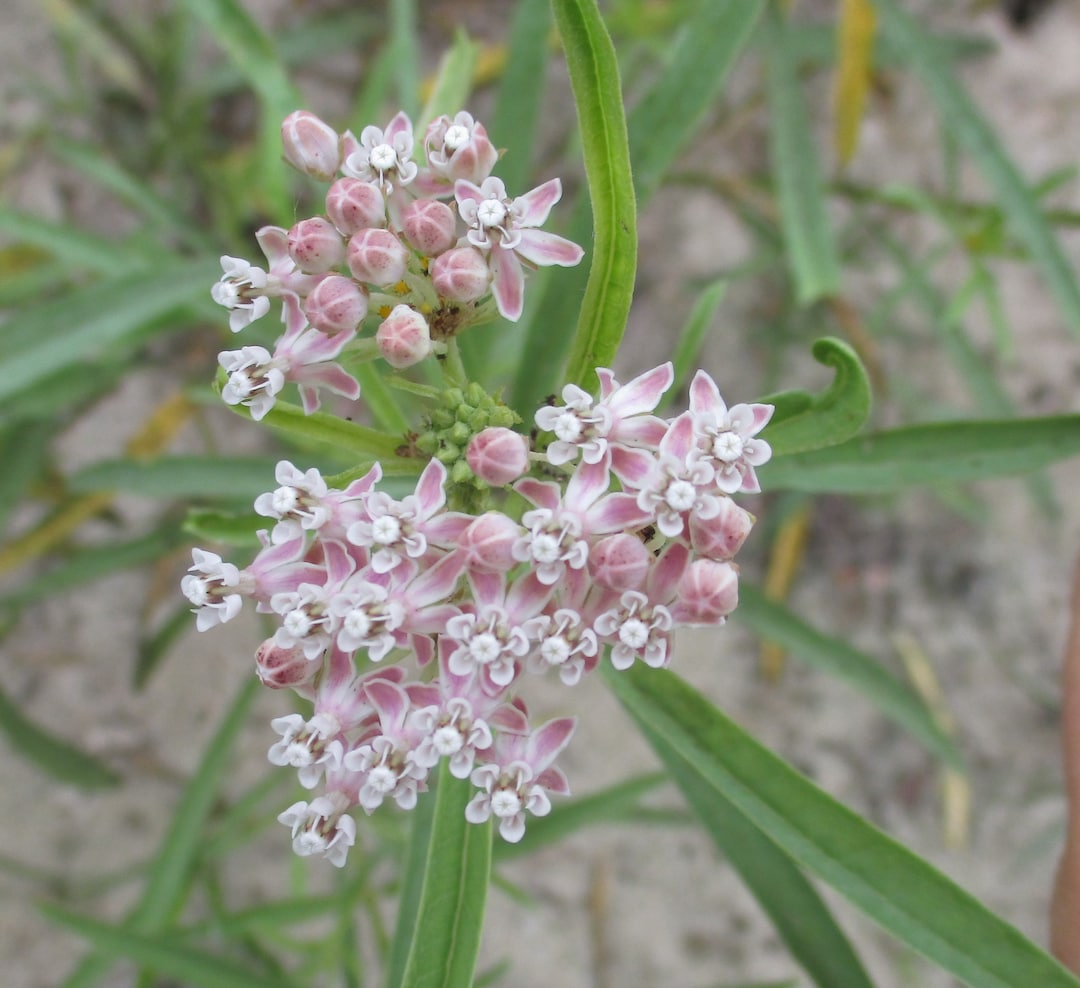 Asclepias Fascicularis Narrow Leaf Milkweed