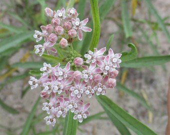 Milkweed Seeds - Bloodflower Milkweed - Asclepias curassavica Milkweed Seeds - Bloodflower Milkweed - Asclepias curassavica