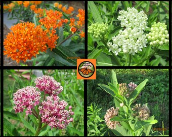 Eastern Native Milkweed Collection (400 Seeds)