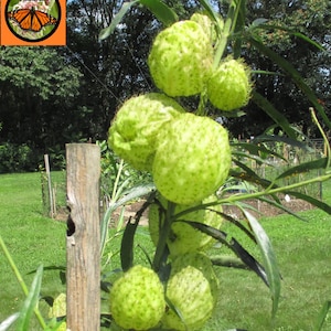 Hairy Balls, Balloon Milkweed Seeds, G. physocarpus 10|25|Bulk
