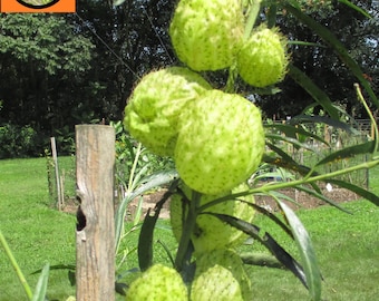 Hairy Balls, Balloon Milkweed Seeds, G. physocarpus 10|25|Bulk