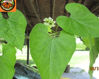 Honeyvine Milkweed Seeds, Cynanchum laeve