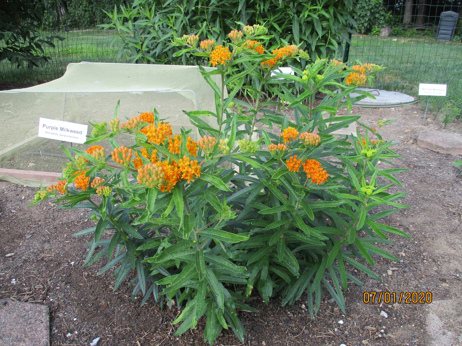 100 Orange Butterfly Weed Seeds A. tuberosa COLD STRATIFIED Etsy