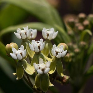 Caribbean Milkweed Seeds, Asclepias nivea