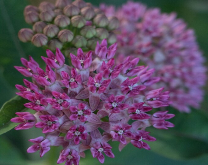 10 Purple Milkweed Seeds, Asclepias Purpurascens Etsy