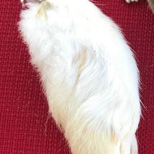 GENUINE One (1) Real Lucky Rabbit’s Foot Keychain - Etsy