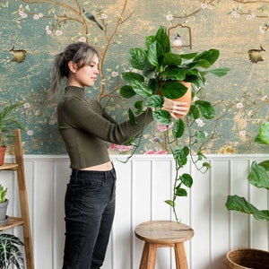 May include: A woman is holding a potted plant with trailing vines in front of a wall with a floral wallpaper design. The wallpaper features a light blue background with branches of pink flowers and birds. The woman is wearing a green sweater and black jeans. There are other plants in the room, including a potted plant on a wooden shelf and a large potted plant in a woven basket.