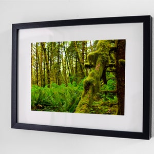 Mossy Forest Tree Print, Digital Download, Printable Wall Art, Oregon, Wilderness, Nature Photography, Print, Tree, Woods, Outdoor Photo
