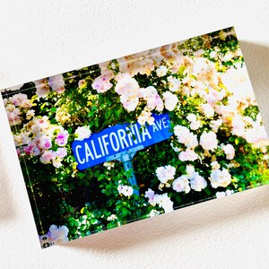 May include: A blue street sign with white lettering that reads "CALIFORNIA AVE." is surrounded by white and pink flowers and green foliage.