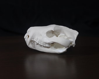 タスマニアンデビルの頭蓋骨レプリカ（博物館品質） - Etsy 日本