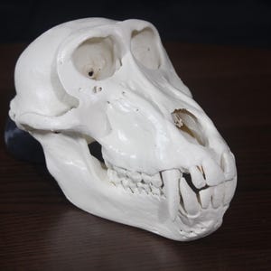 Guine Pavian (Papio papio) Männchen, Schädel-Replik, Museumsqualität