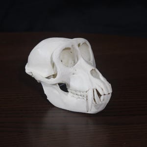 May include: A white primate skull with visible eye sockets, nasal cavity, and teeth. The skull is positioned on a dark brown surface, with a dark background. The skull is a detailed anatomical model.