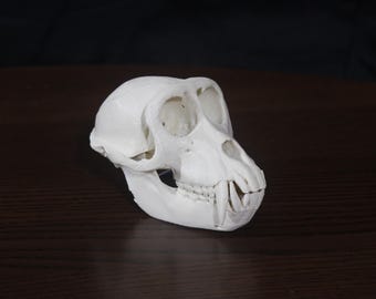 オマキザルの頭蓋骨レプリカ（展示台付き）｜博物館級の工芸品 - Etsy 日本
