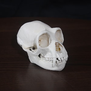 Siamang Gibbon (Symphalangus syndactylus) Weiblicher, Replika Schädel, Museumsqualität