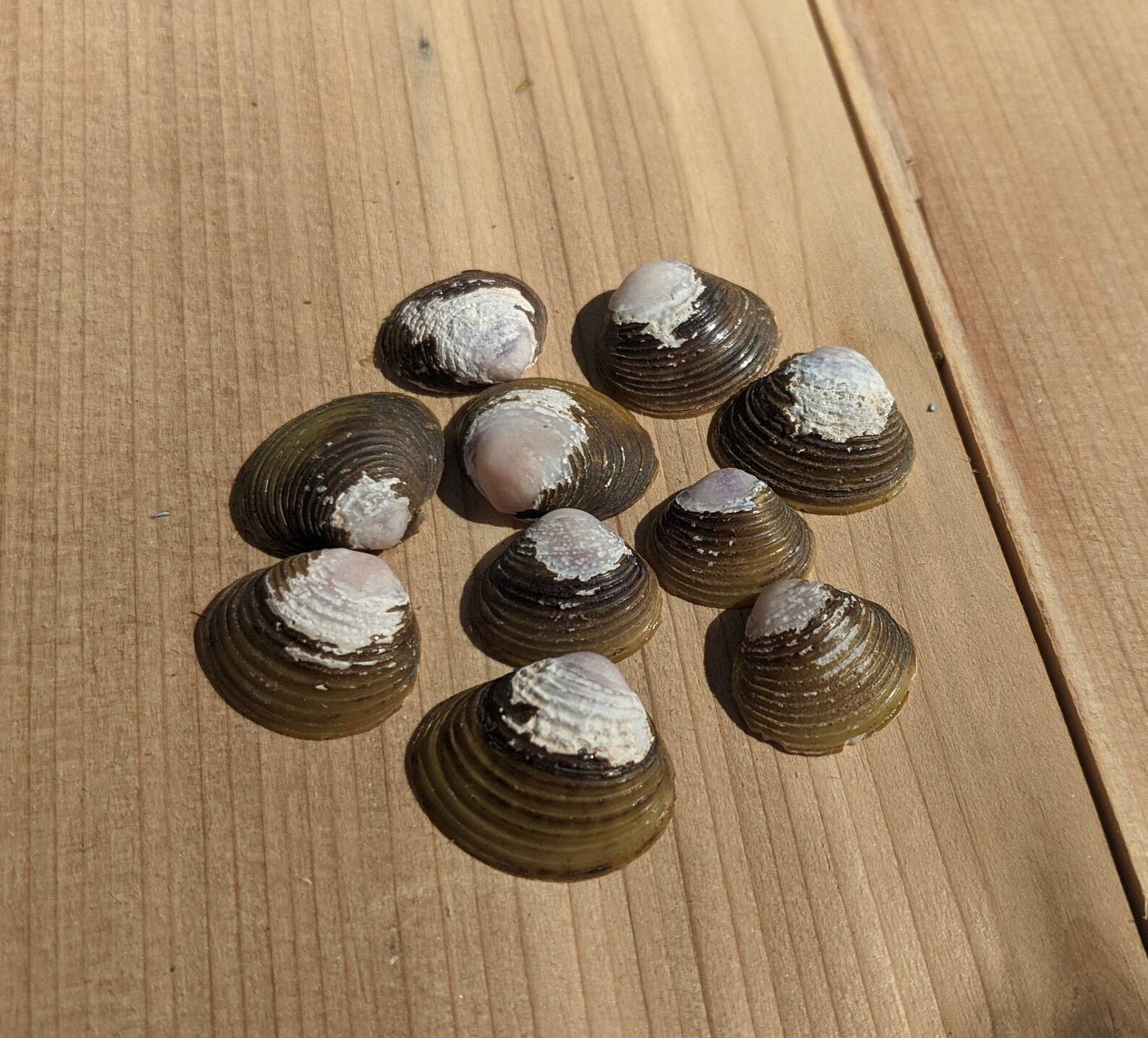 Freshwater mussel shells | Etsy